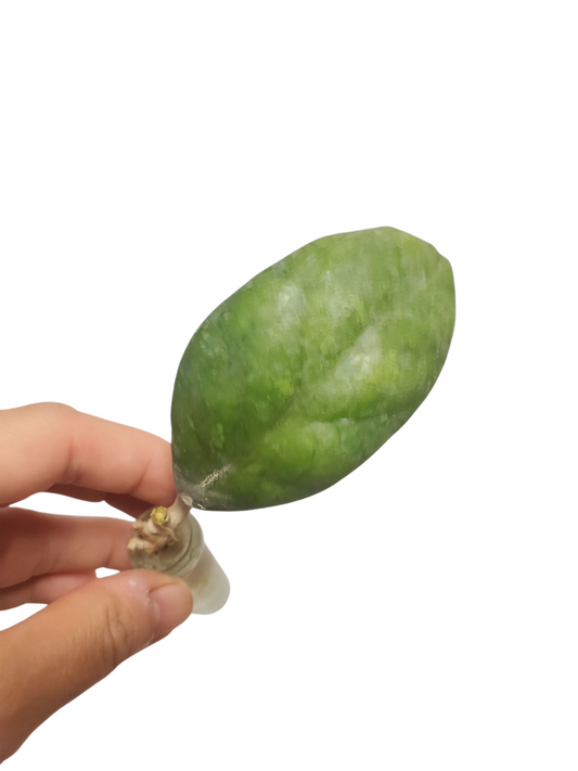 H. larisa rooted cutting