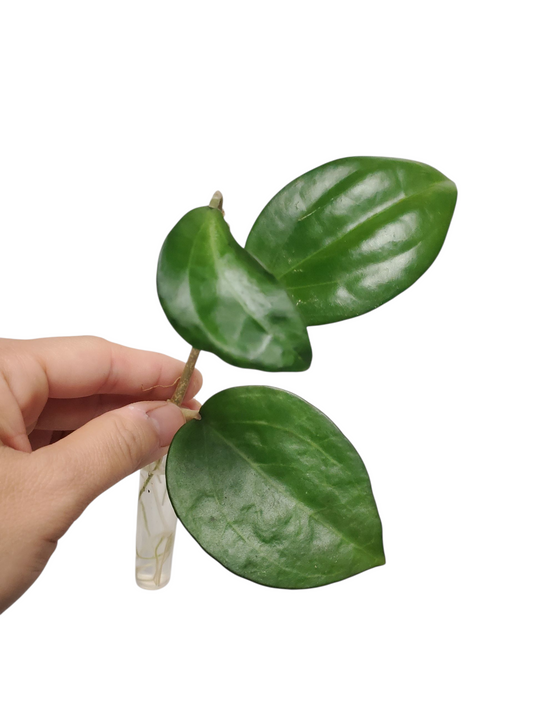 H. icensis rooted cutting