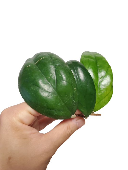 H. puom siam ruby rooted cutting