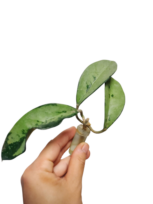H. AH074 silver rooted cutting
