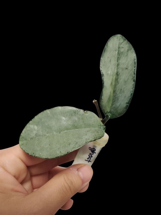 H. nova ghost rooted cutting