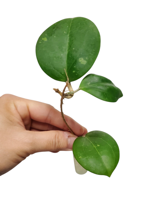 H. BP02 rooted cutting