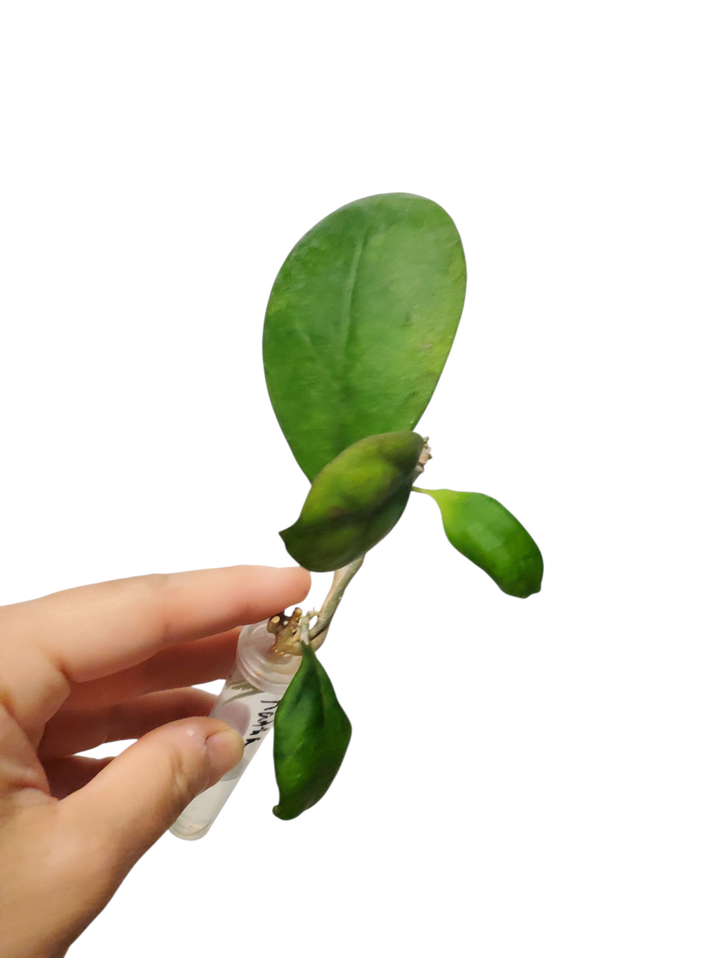 H. nathalie rooted cutting