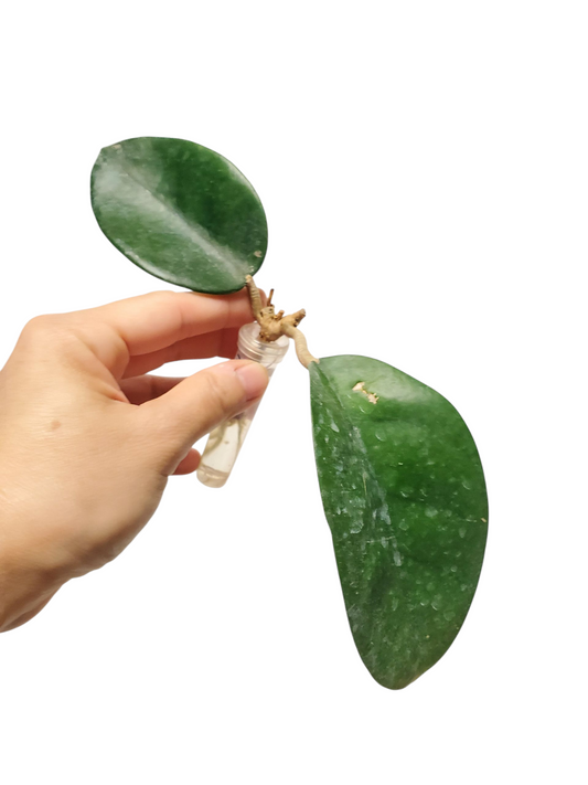 H.  motoskei rooted cutting