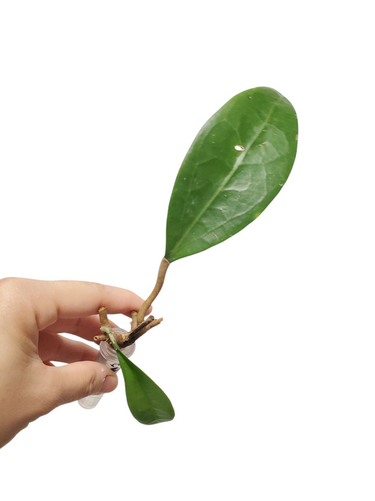 H. verticilata sakhon nakhon