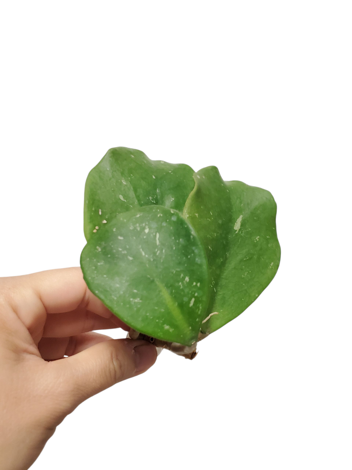 H. obovata splash rooted cutting