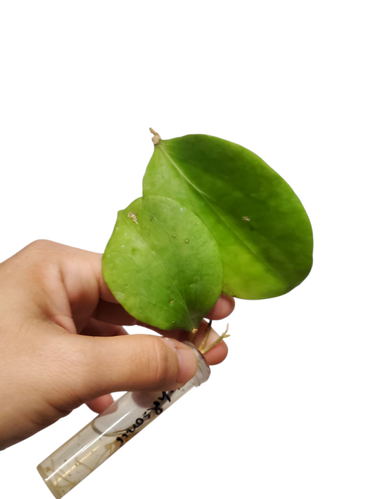 H. nicholsonii rooted cutting