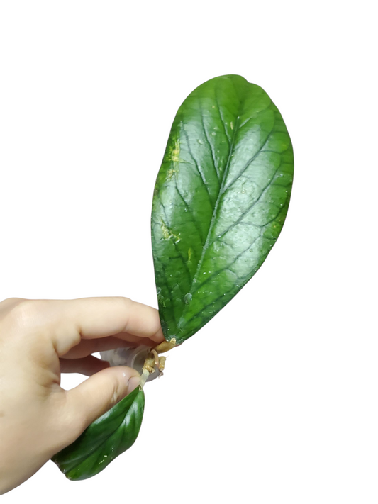 H. vitellinoides rooted cutting
