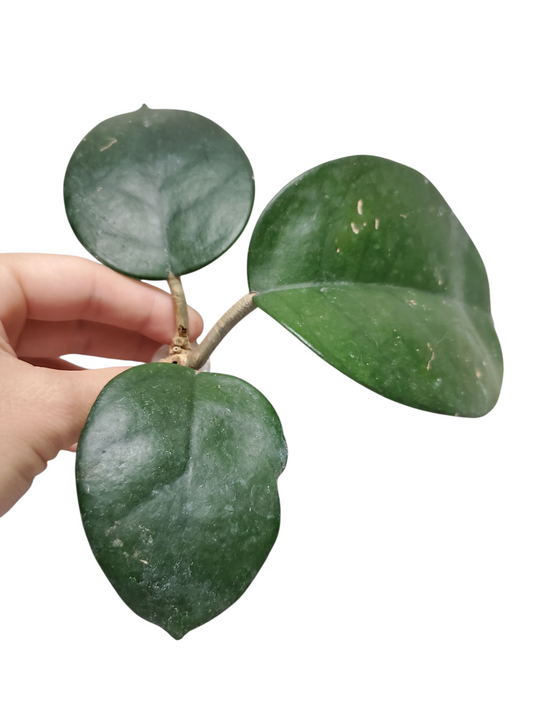 H. motoskei rooted cutting