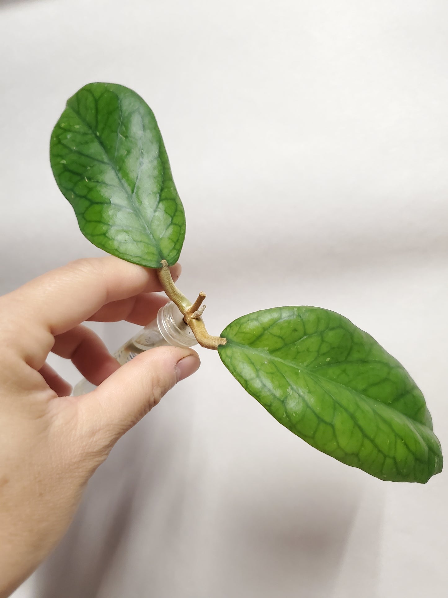 H. vitellinoides rooted cutting