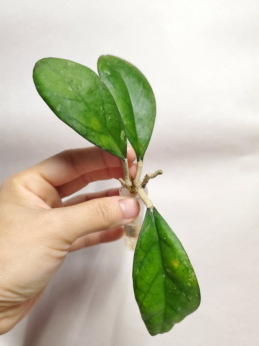 H. leoensis rooted cutting