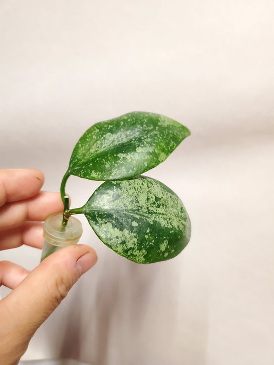 H. diptera splash rooted cutting