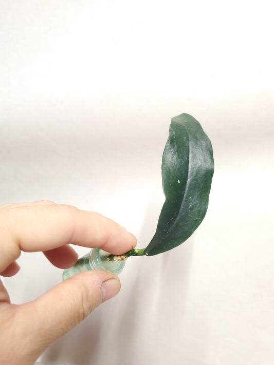 H. lobbii albomarginata rooted cutting