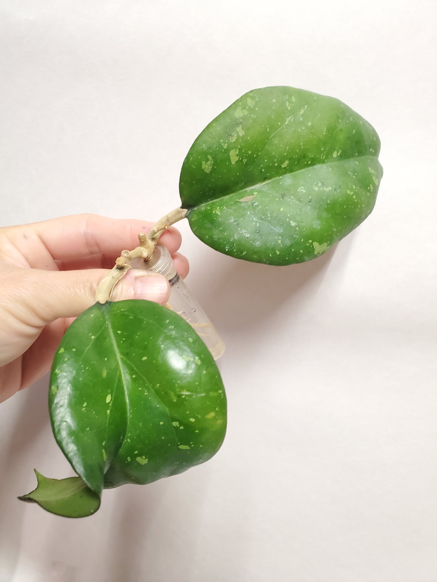 H. Cv joy rooted cutting