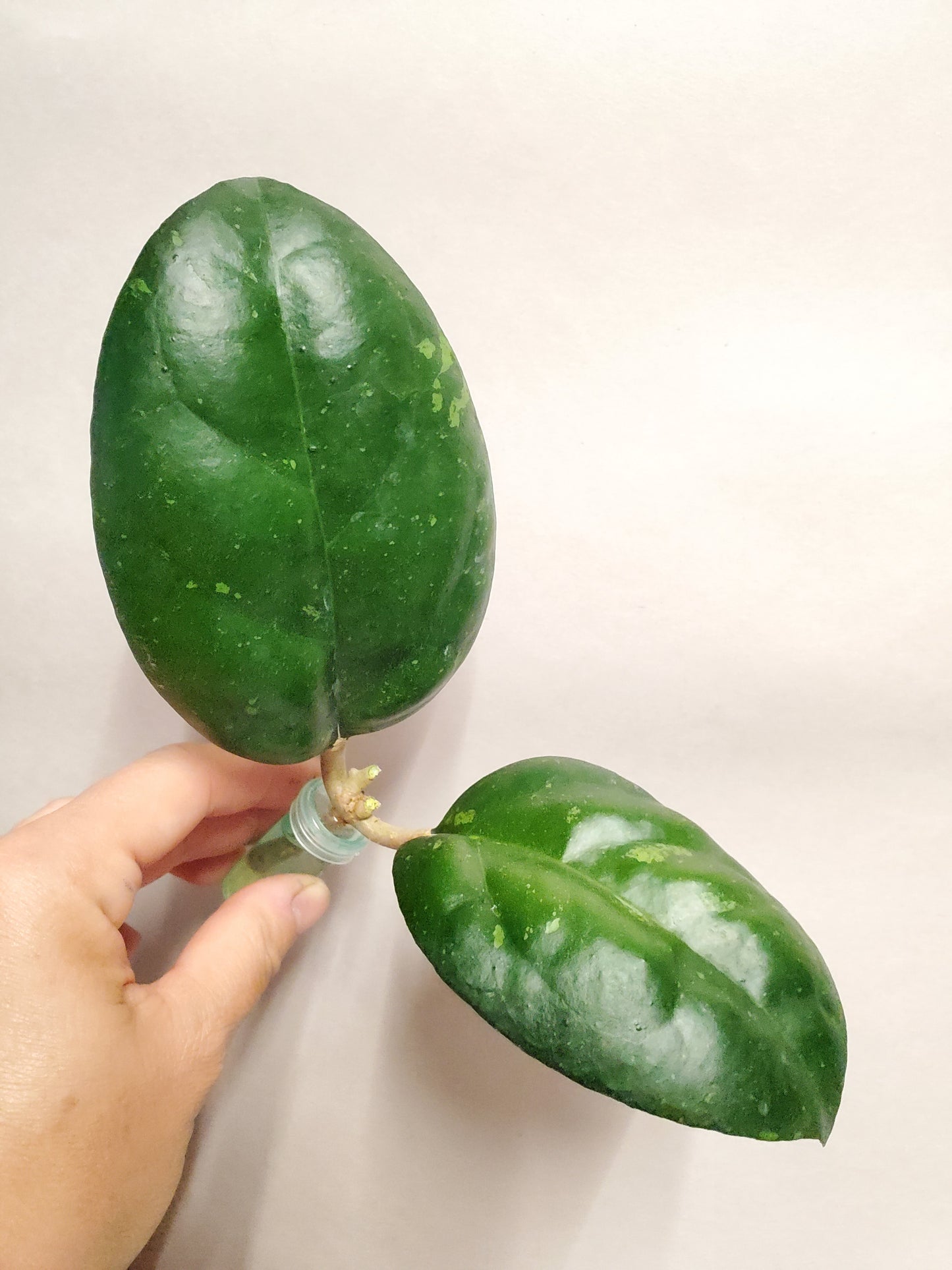 H. Cv joy rooted cutting