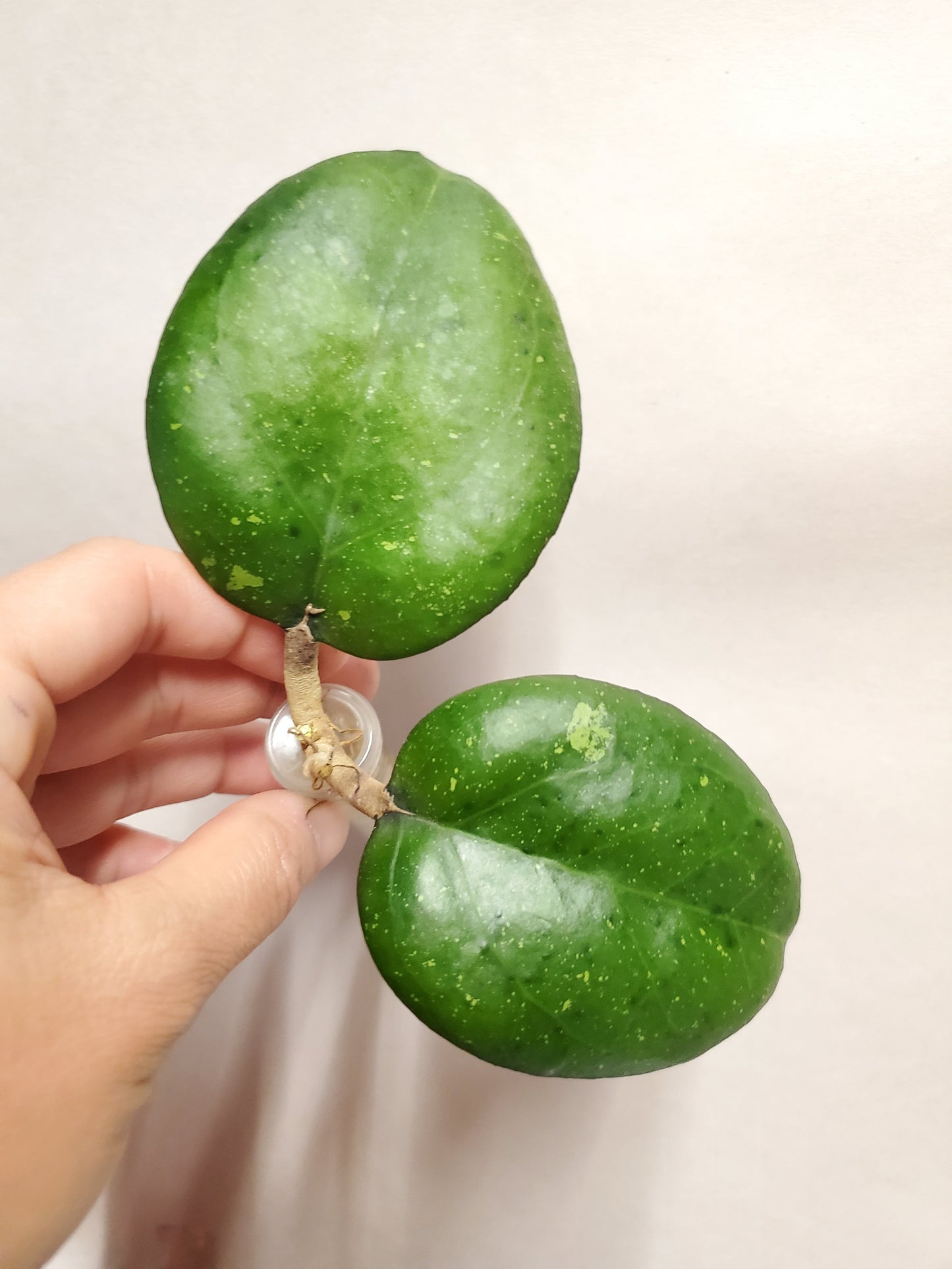 H. Cv joy rooted cutting