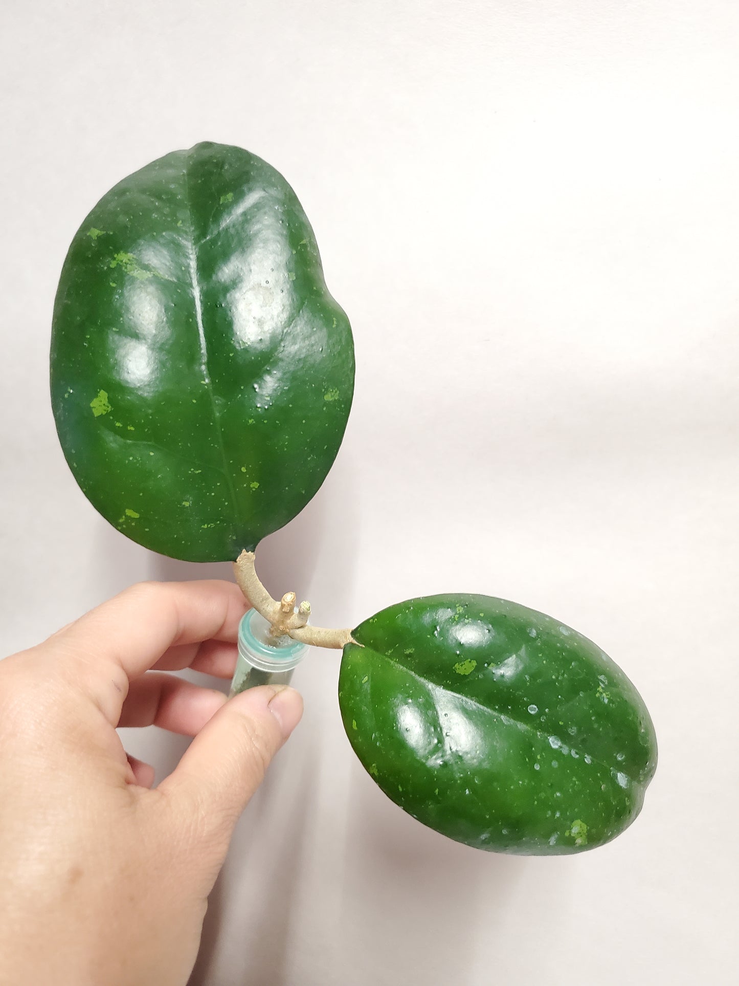 H. Cv joy rooted cutting