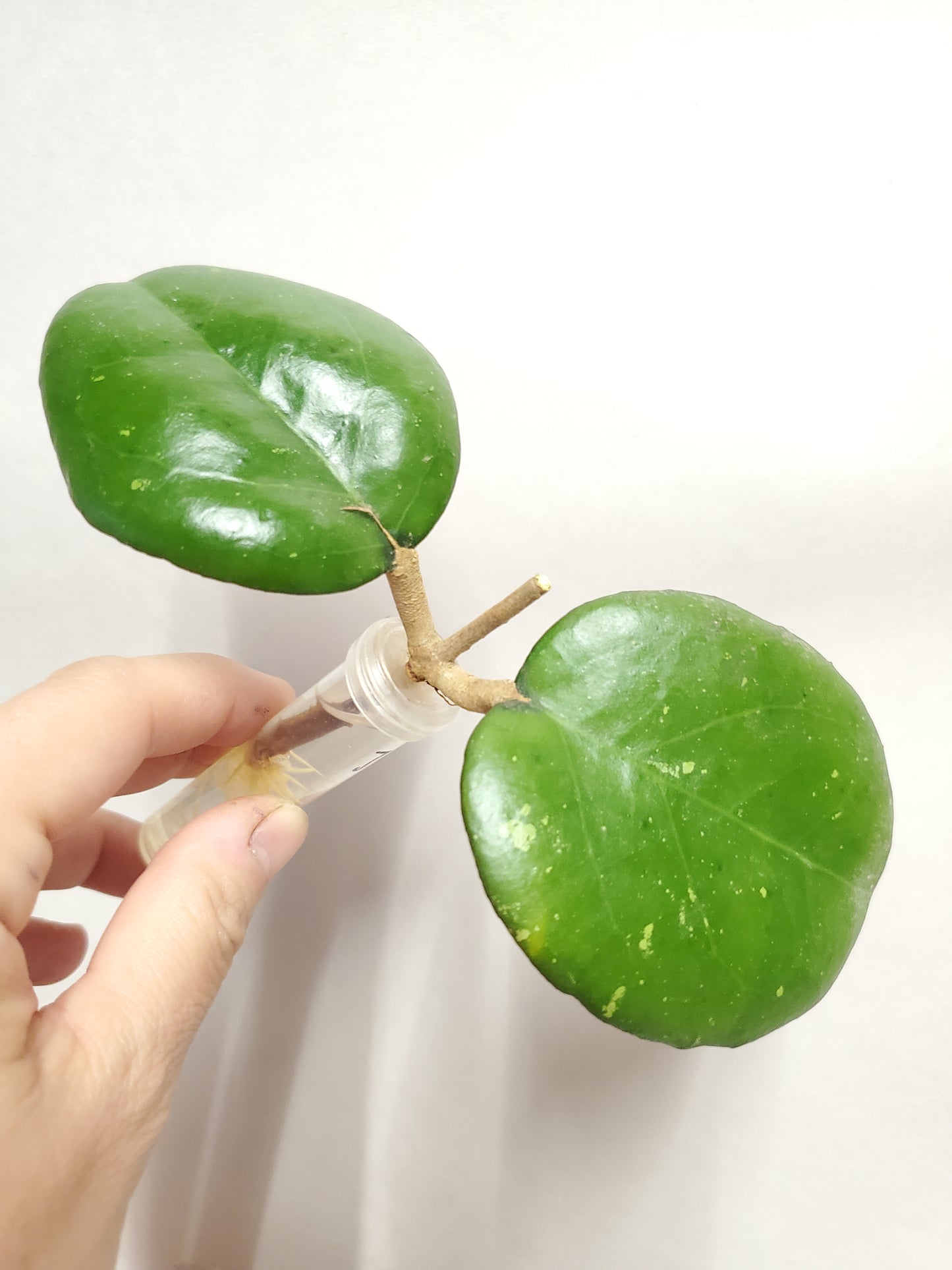 H. Cv joy rooted cutting