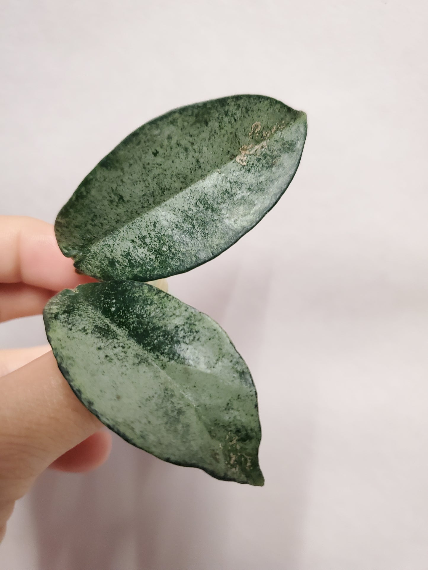 H. nova ghost rooted cutting