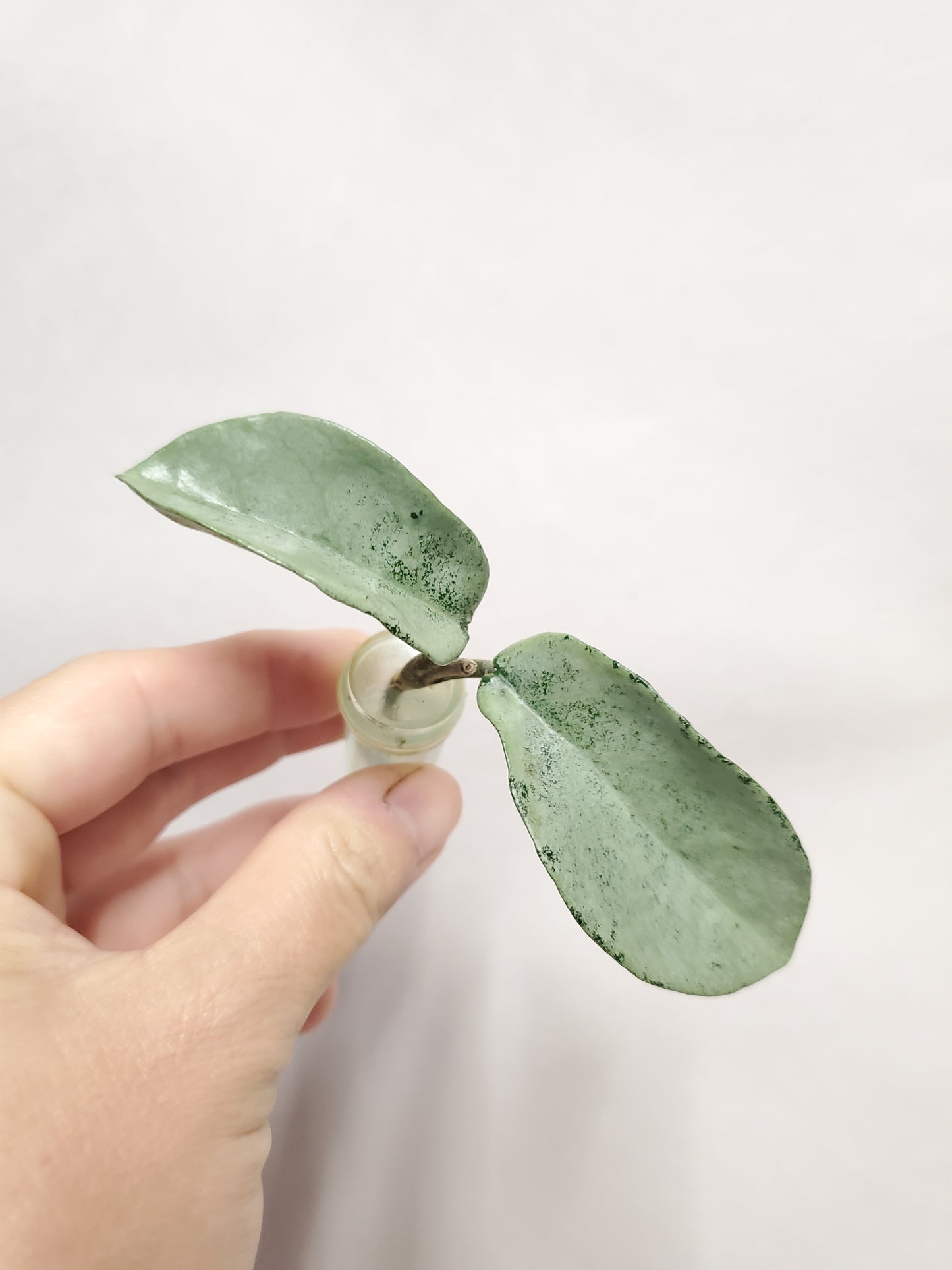 H. nova ghost rooted cutting