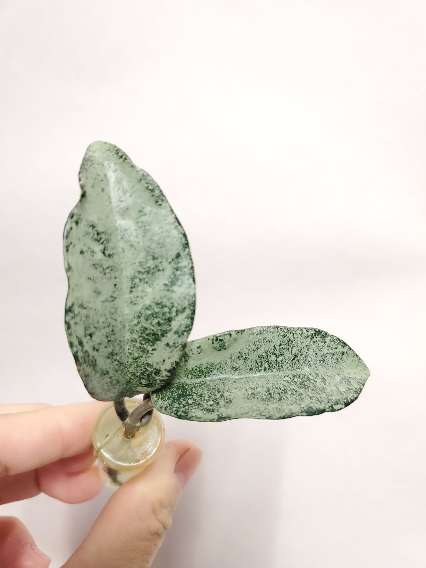 H. nova ghost rooted cutting