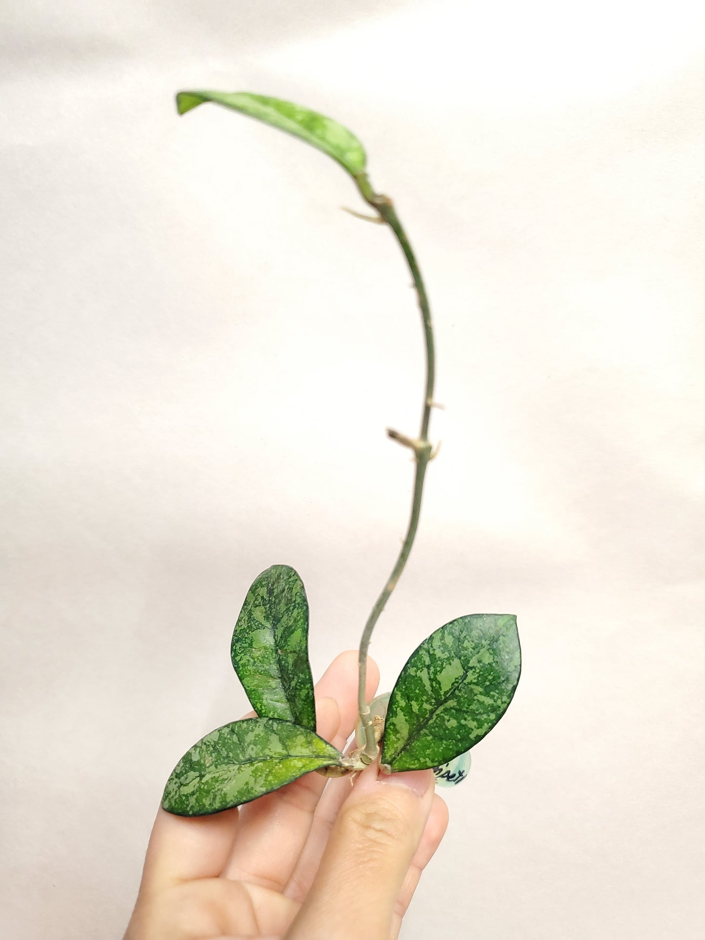 H. crassipetiolata splash rooted cutting