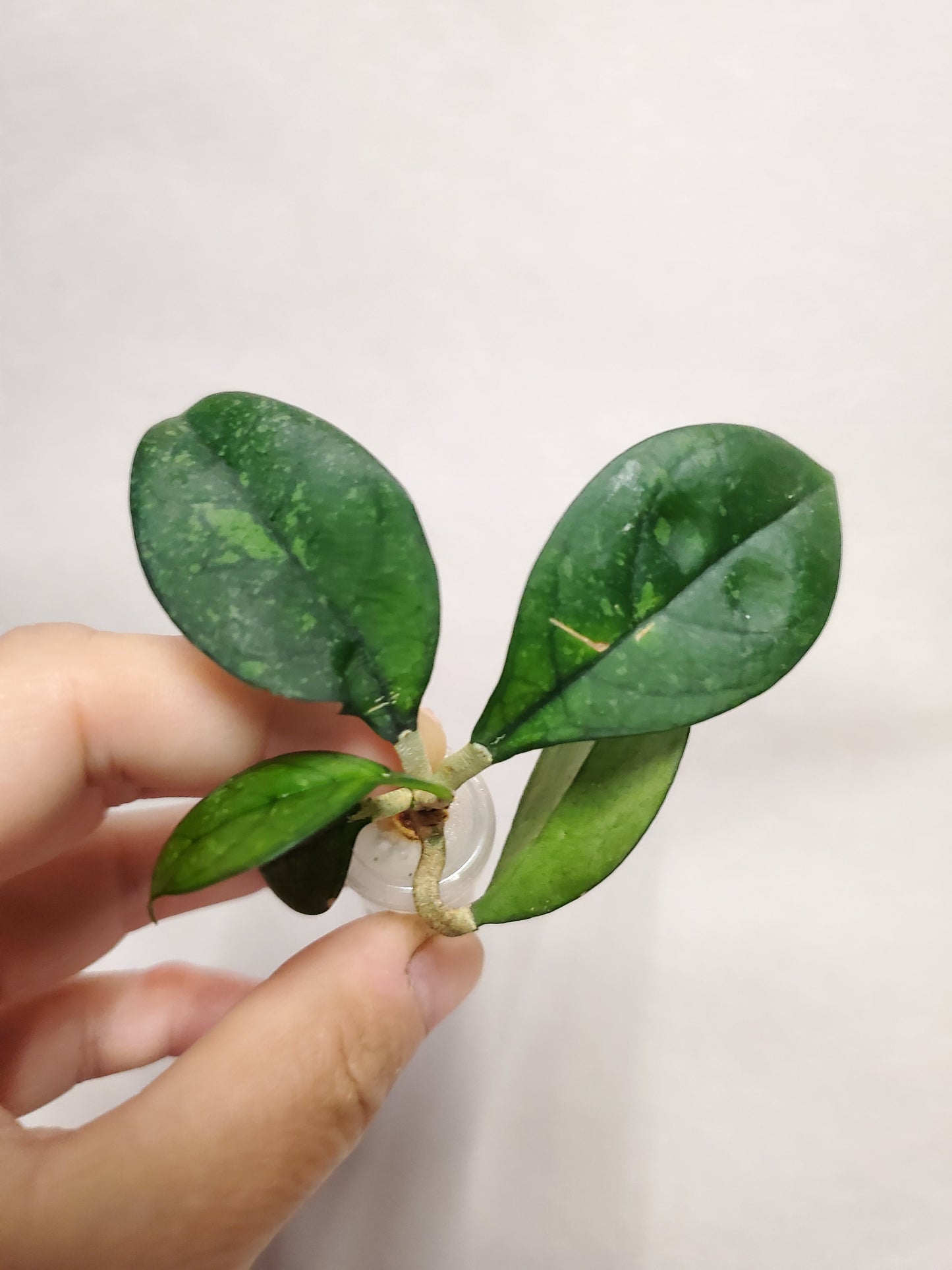 H. crassipetiolata splash rooted cutting