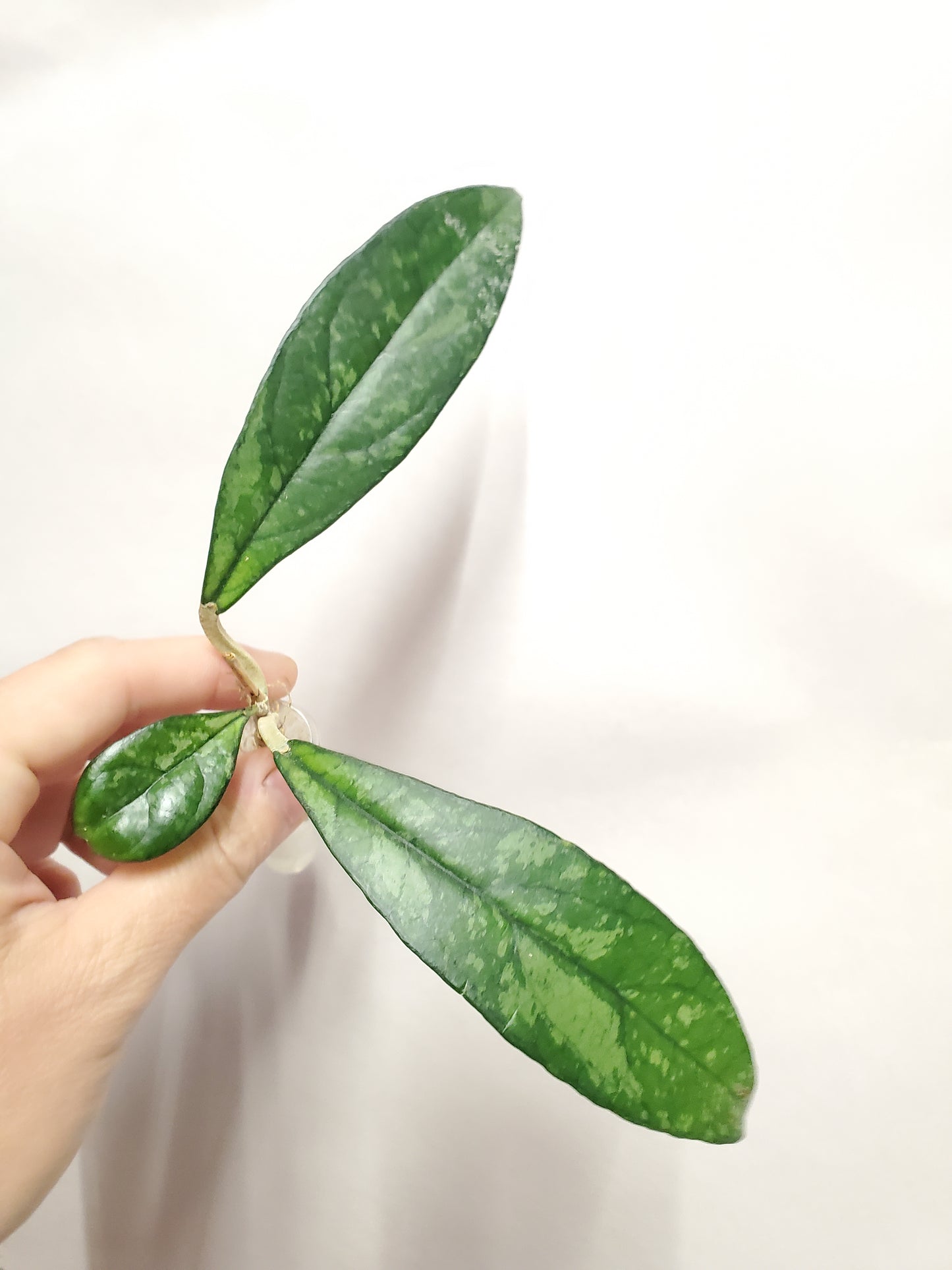 H. crassipetiolata splash rooted cutting