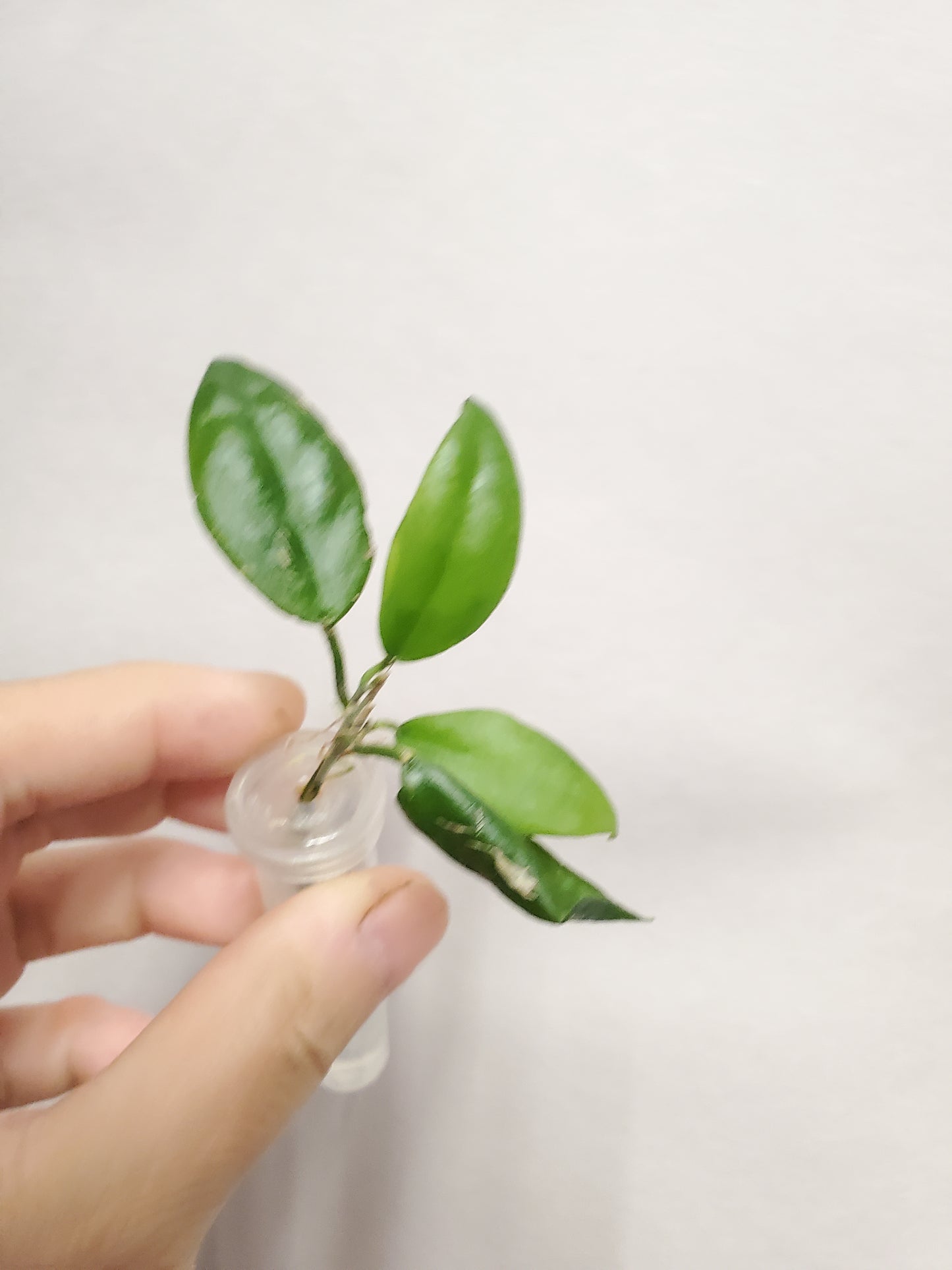 H. caudata sumatra rooted cutting