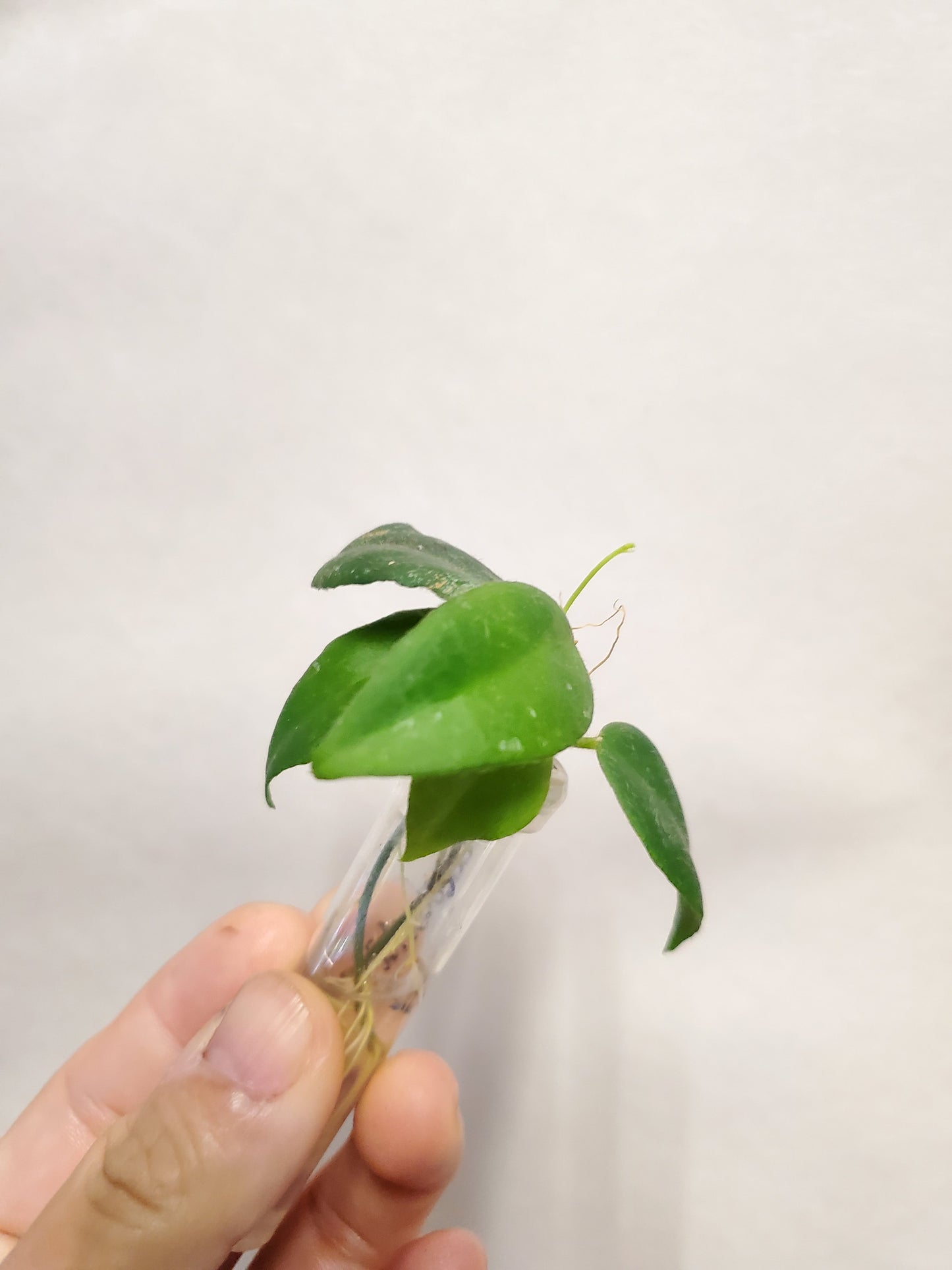 H. caudata sumatra rooted cutting