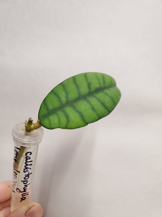 H. callistophylla long leaves rooted cutting