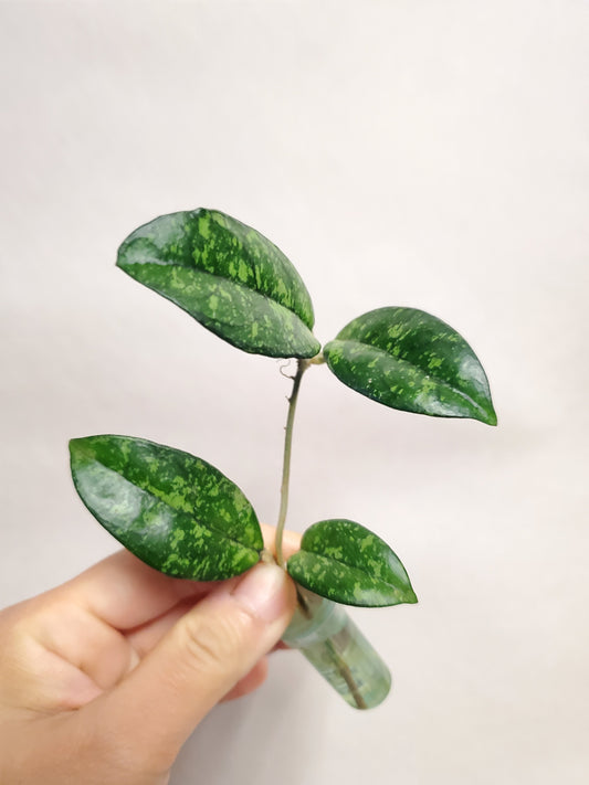 H. crassipetiolata splash rooted cutting