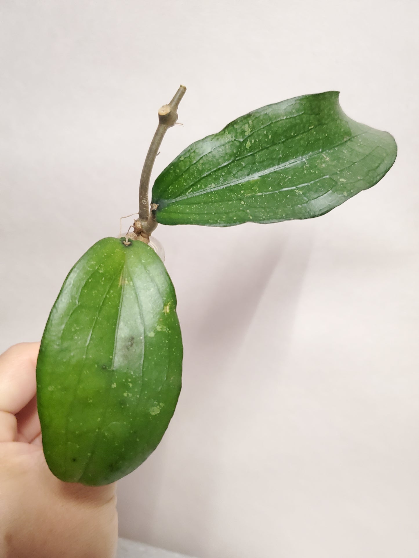 H. erythrina rooted cutting