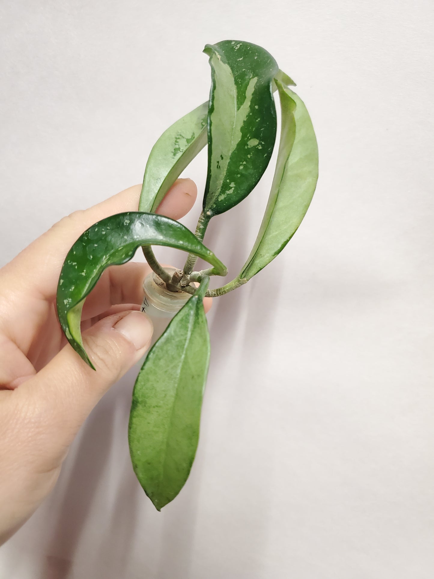 H. AH074 silver rooted cutting