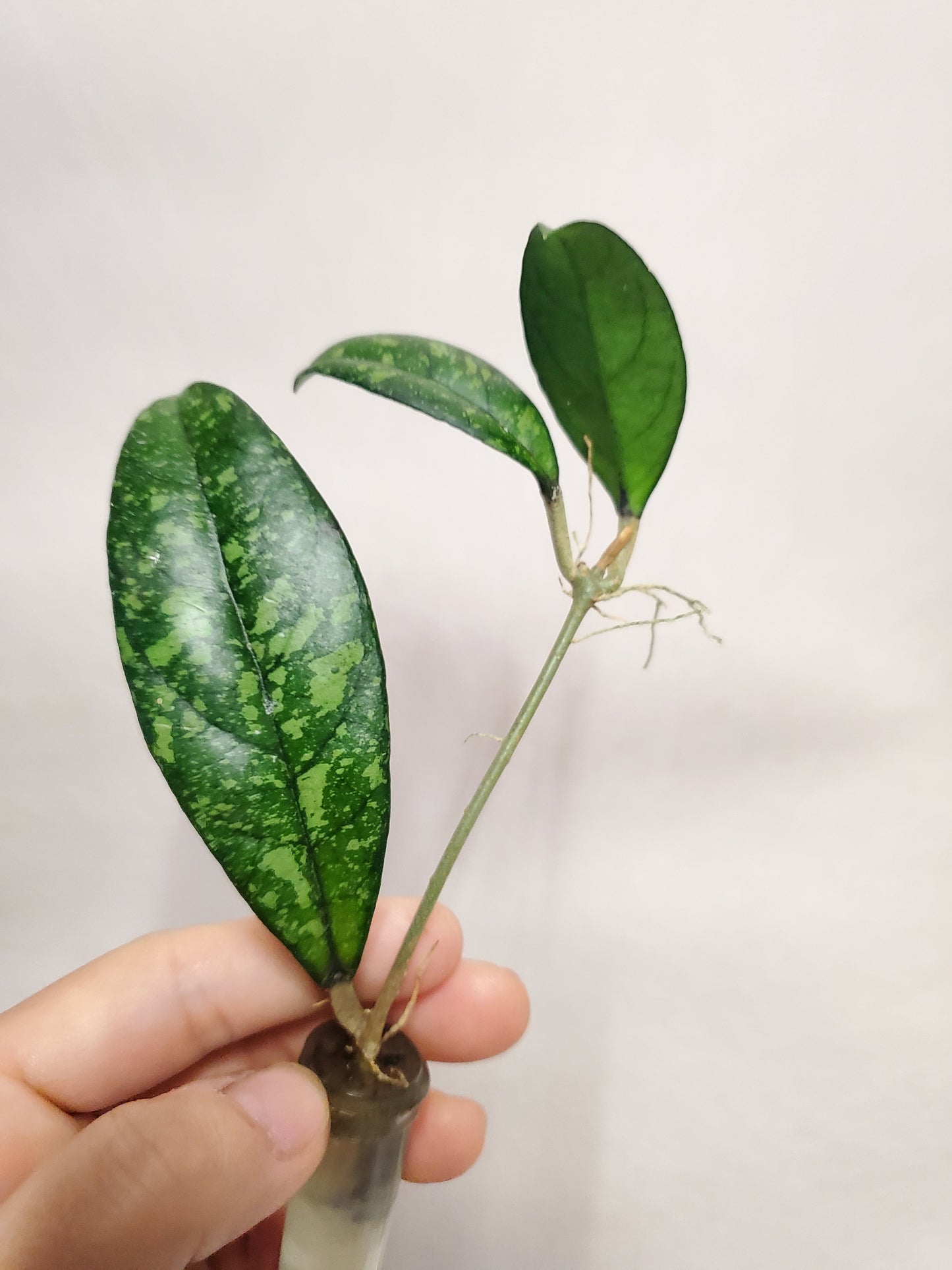 H. crassipetiolata splash rooted cutting