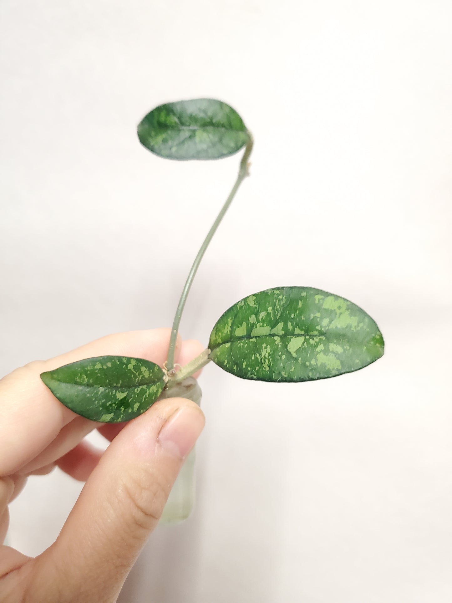 H. crassipetiolata splash rooted cutting