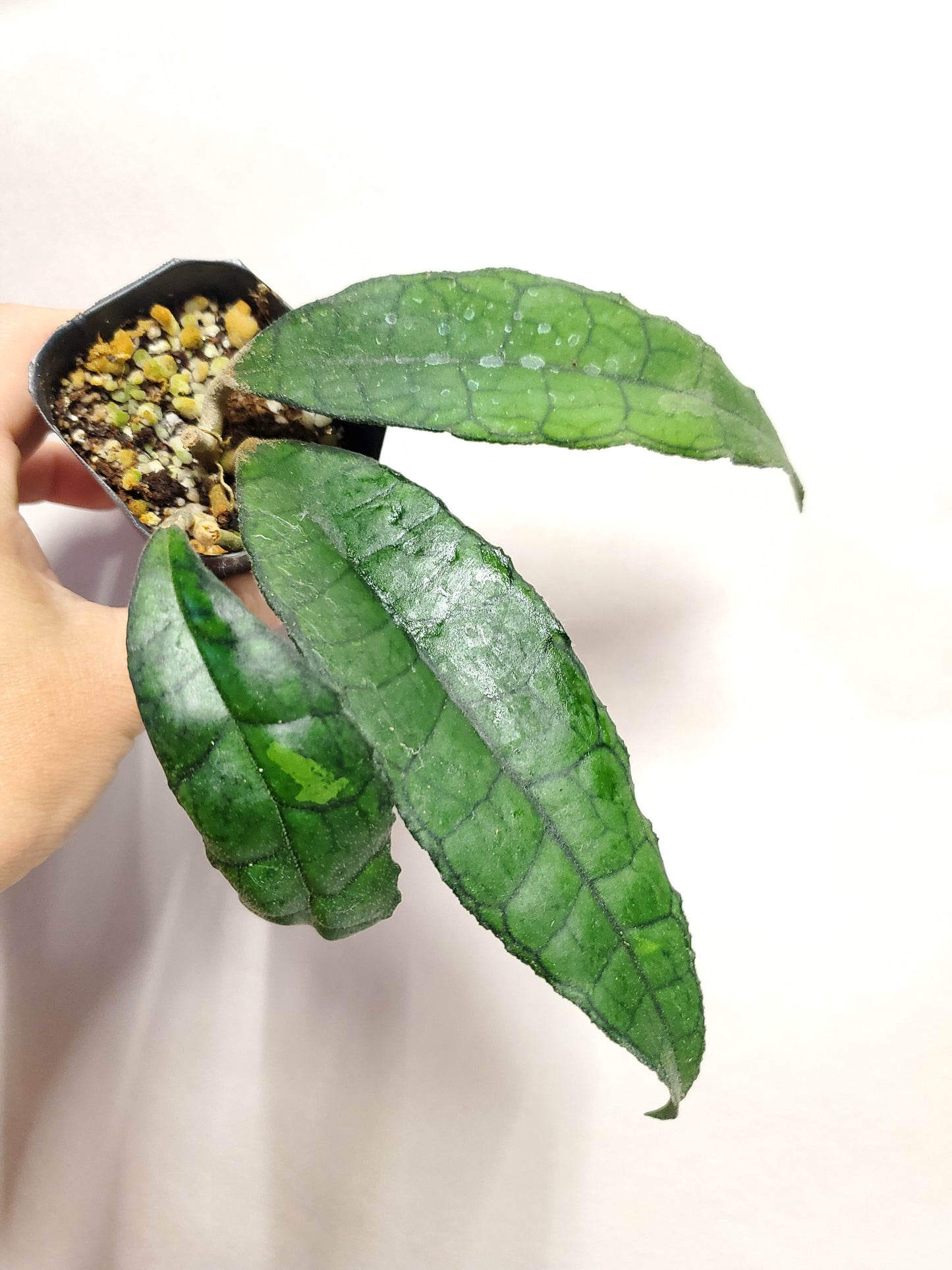 H. finlaysonii long leaves