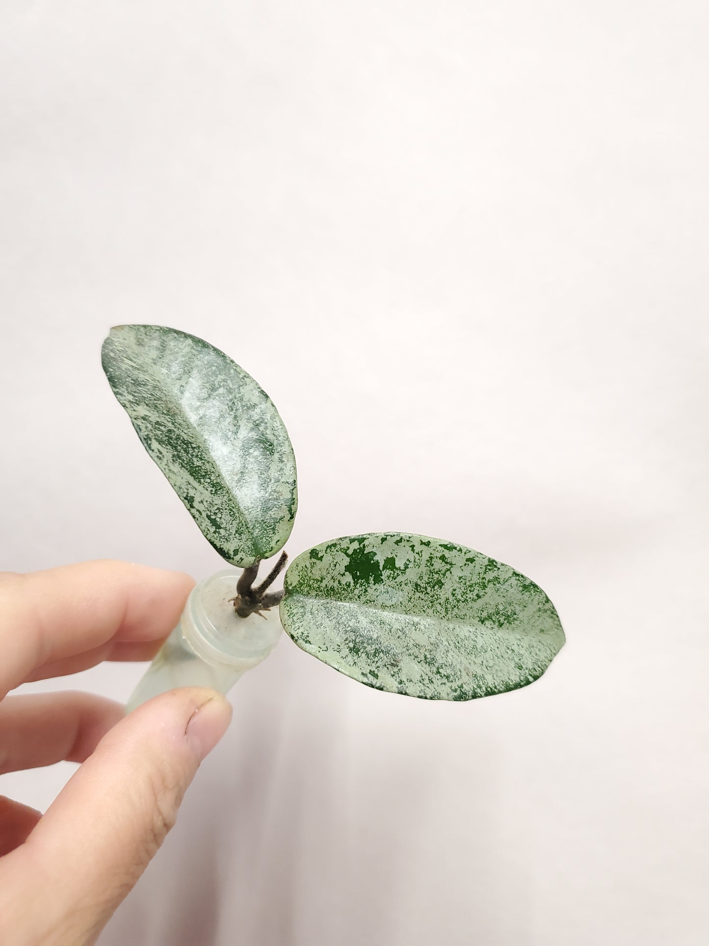 H. nova ghost rooted cutting