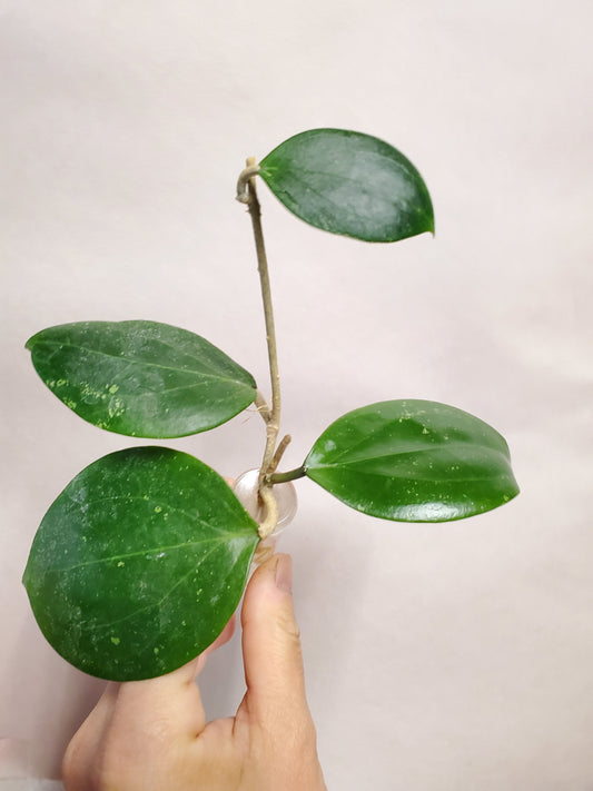 H. Bp01 rooted cutting