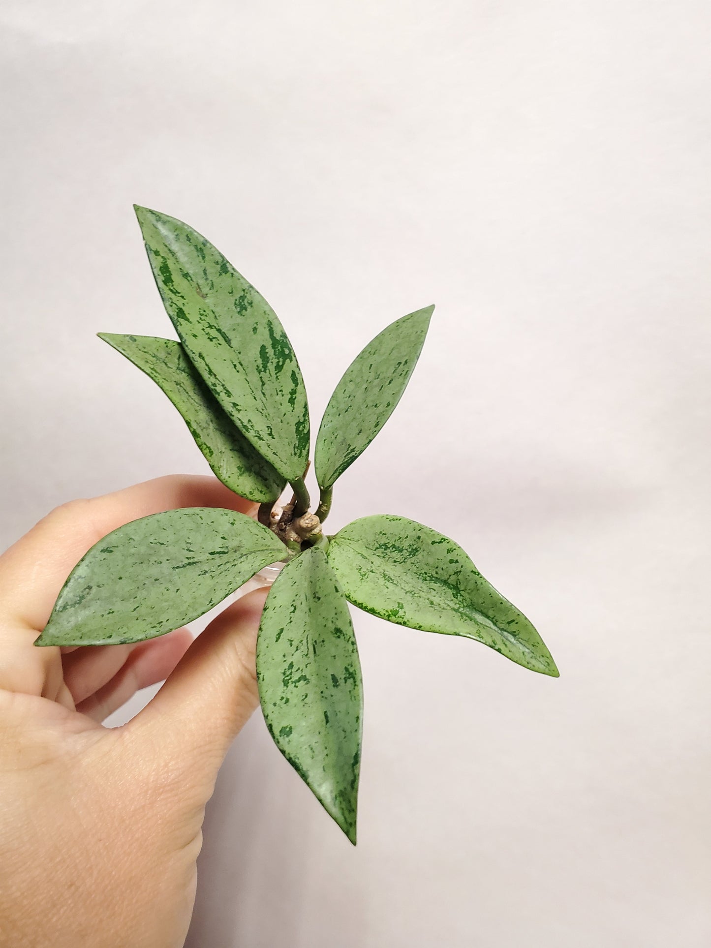 H. pubicalyx  pink  silver  ghost rooted cutting