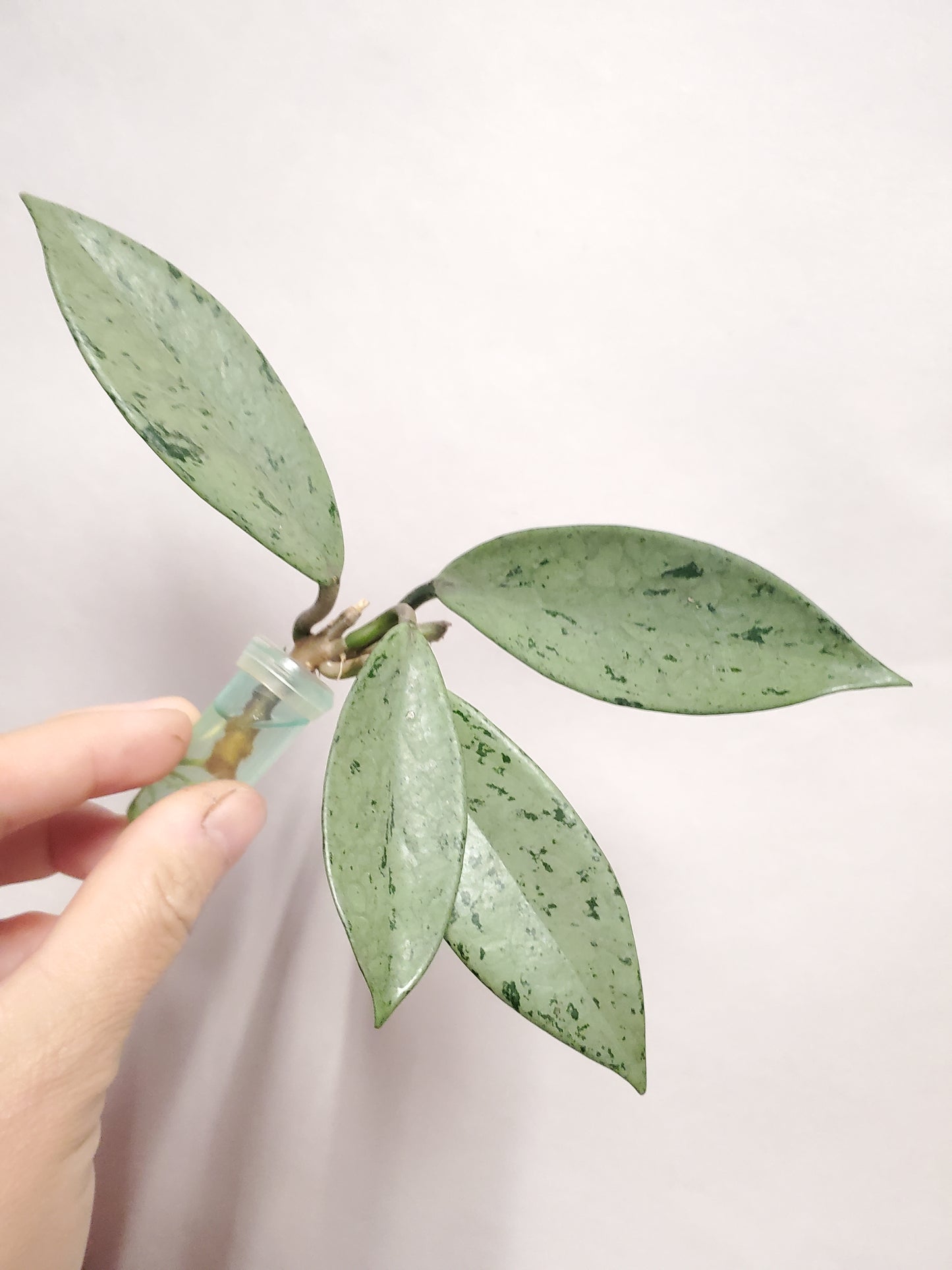 H. pubicalyx  pink  silver  ghost rooted cutting