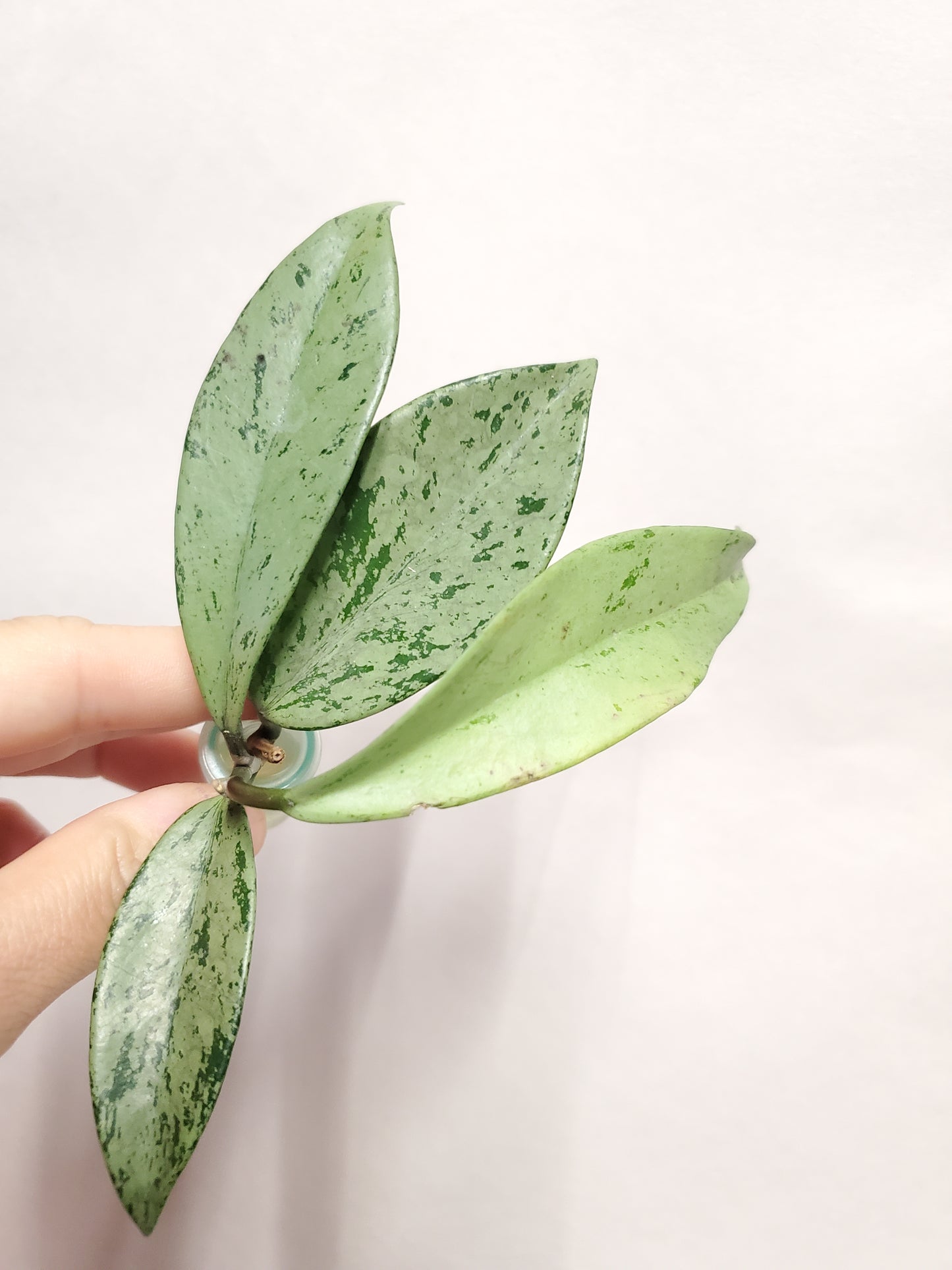 H. pubicalyx  pink  silver  ghost rooted cutting