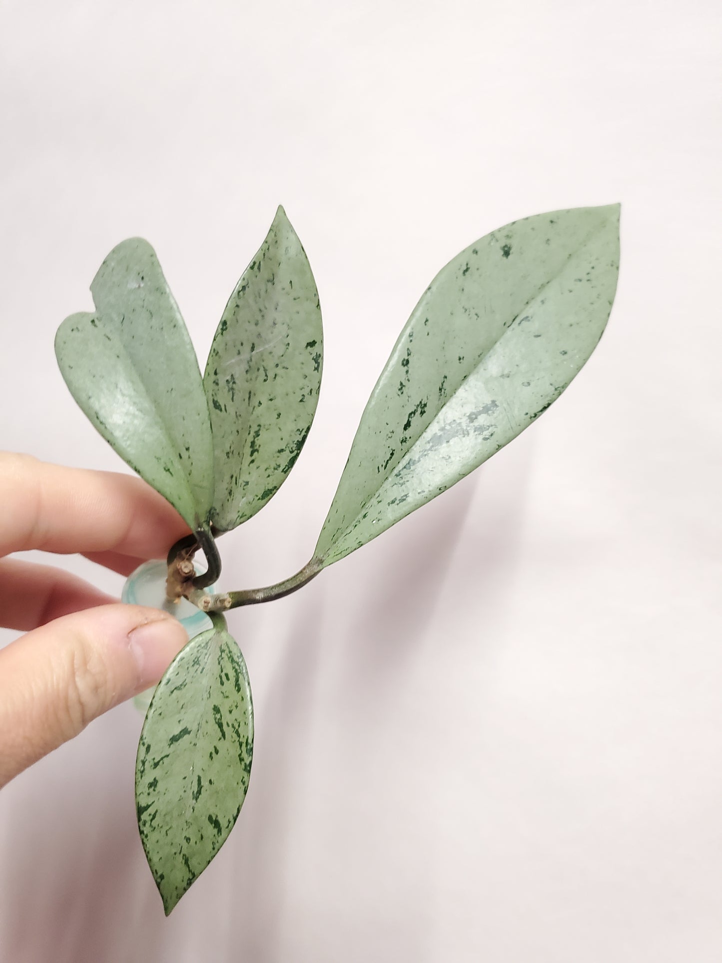 H. pubicalyx  pink  silver  ghost rooted cutting