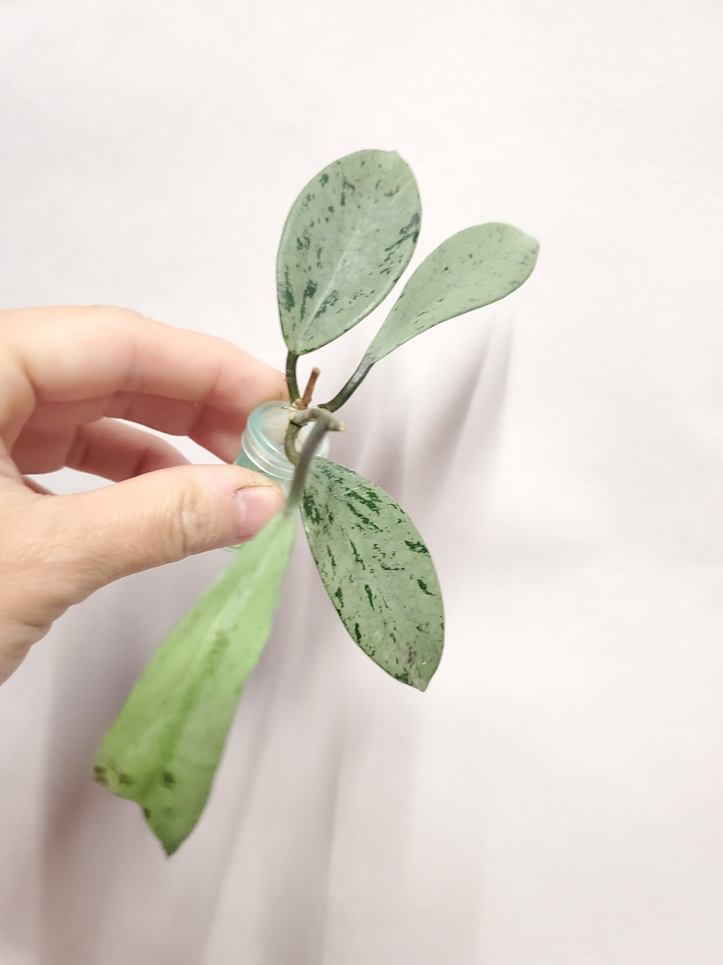 H. pubicalyx  pink  silver  ghost rooted cutting