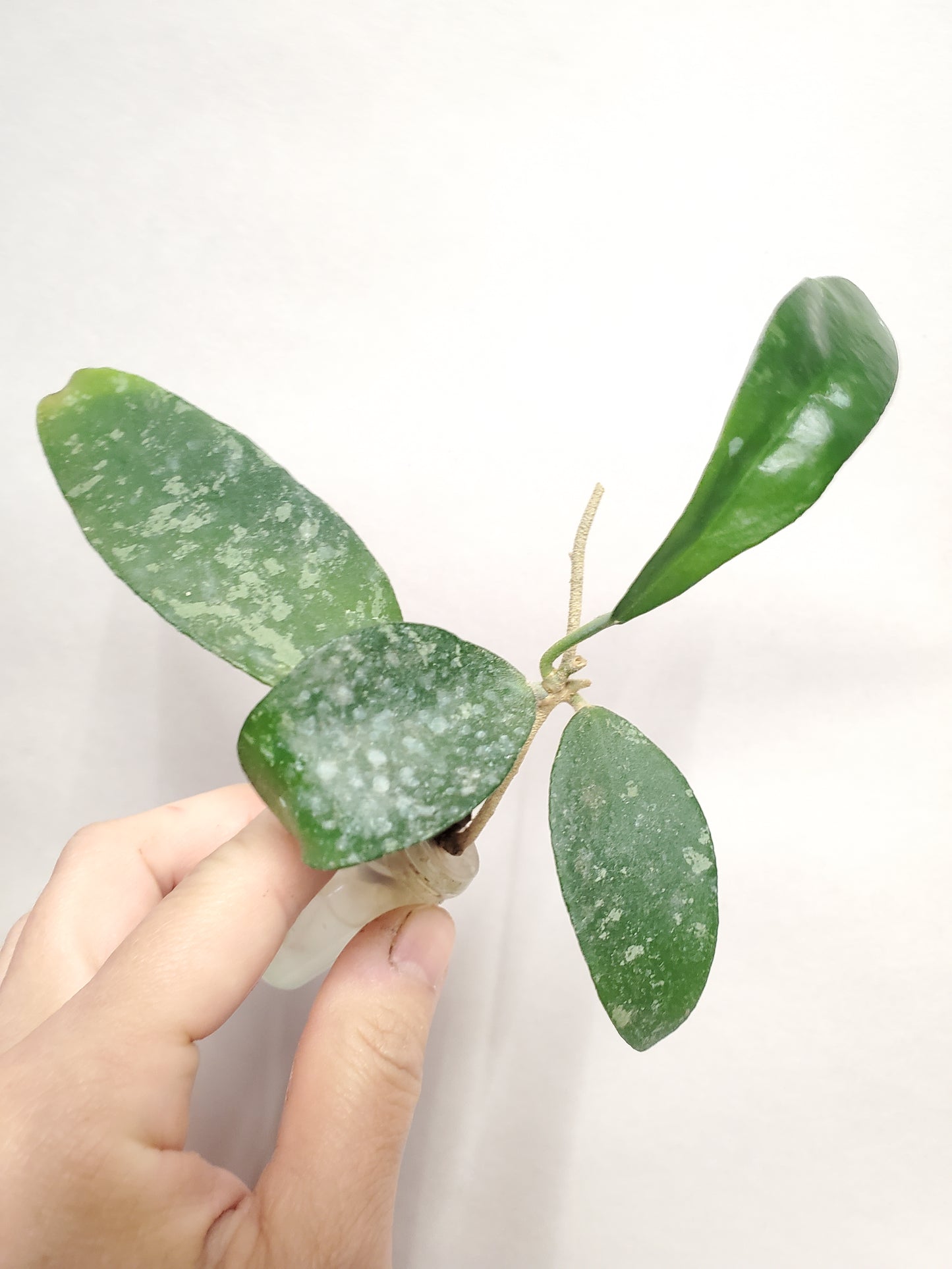 H. phuwuaensis rooted cutting