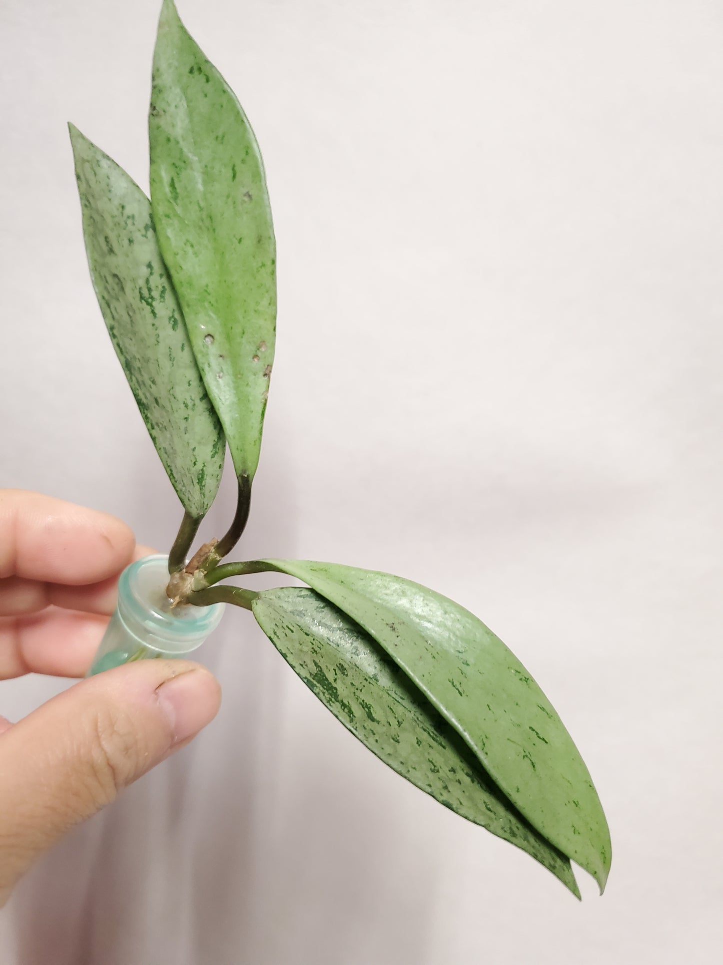 H. pubicalyx  pink  silver  ghost rooted cutting