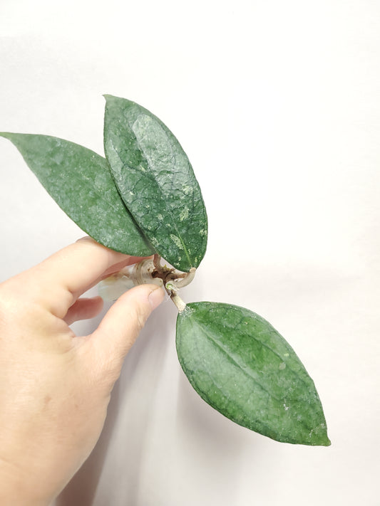 H. tequila sunrise rooted cutting