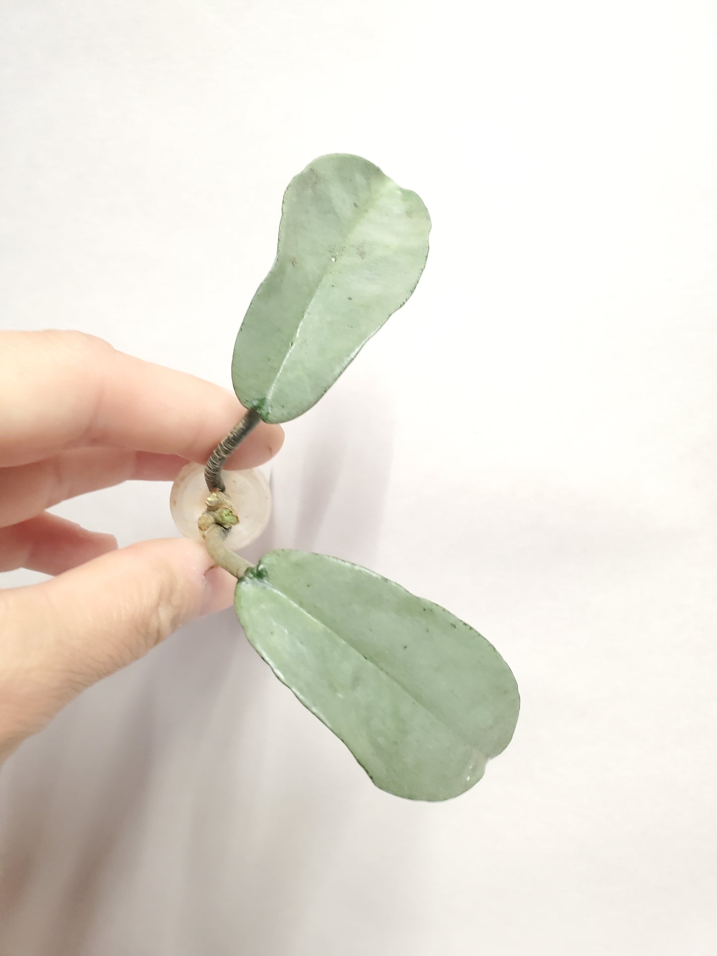 H. nova ghost rooted cutting