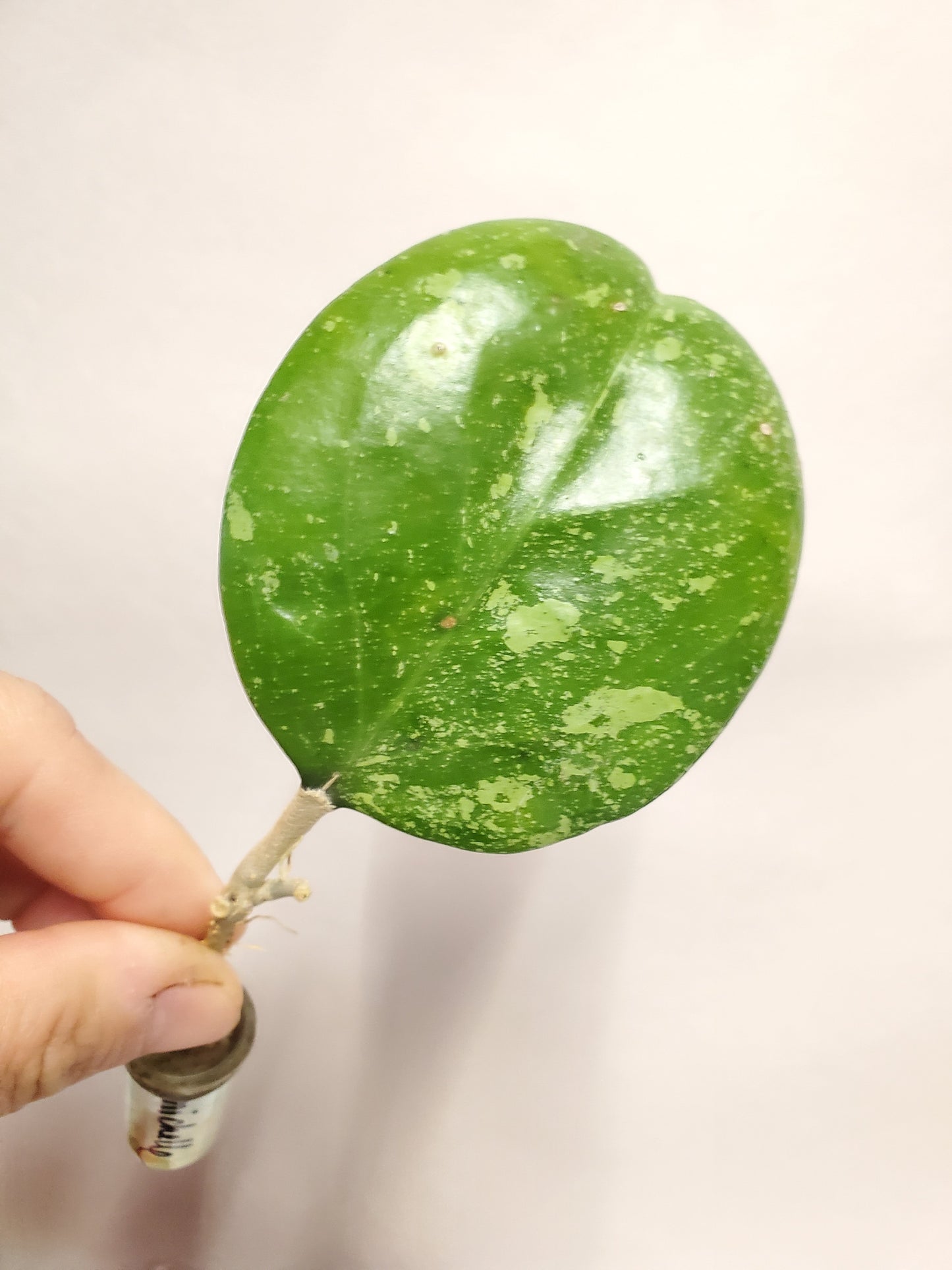 H. Michelle splash rooted cutting
