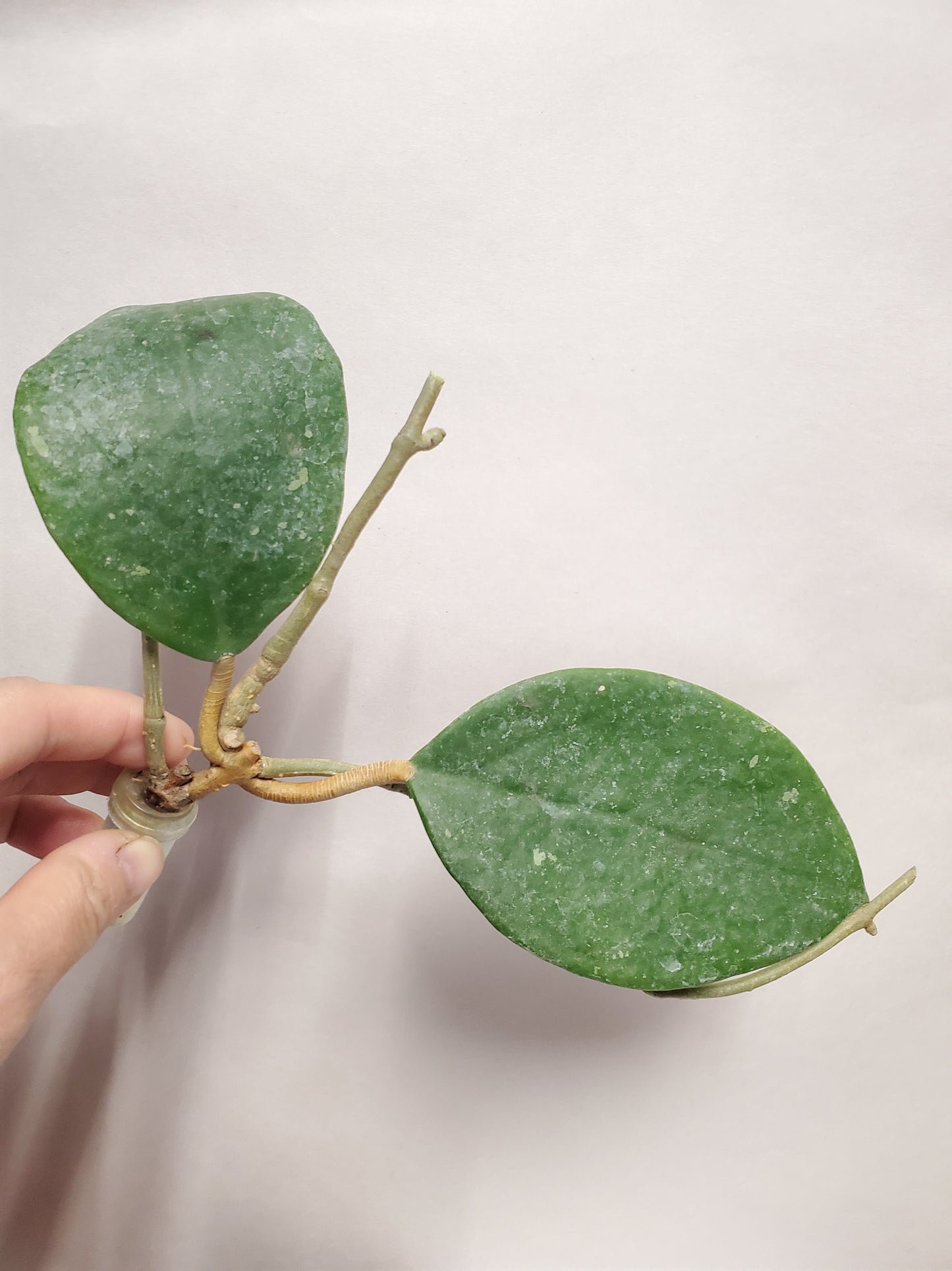 H. sweet scent rooted cutting